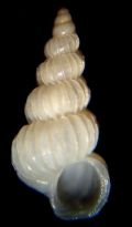 Epitonium&nbsp;clathratulum